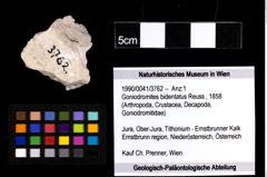 Foto (Objekt + Etiketten) von Goniodromites bidentatus (Reuss, 1858) 